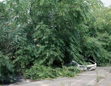 Eine weiße Stoßstange liegt unter hohem Gebüsch